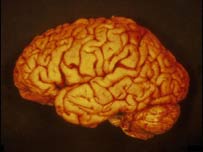 human brain