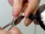 Vet carrying out tail dock, filmed before ban introduced