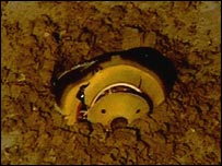Cápsula da sonda Genesis