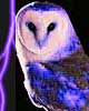 owl. 