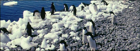 Penguins