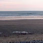 Newcastle beach
