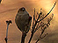 Sparrow