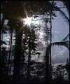 Forest in Kenya