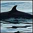 Mull (Image: Whale)