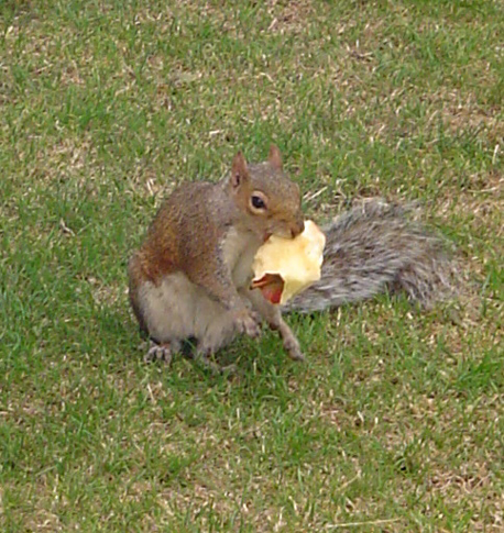 A squirrel