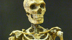 A skeleton
