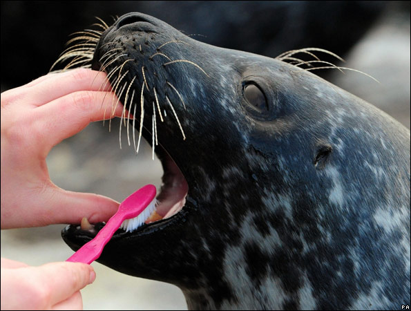 seal.jpg