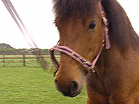 Posey the pony