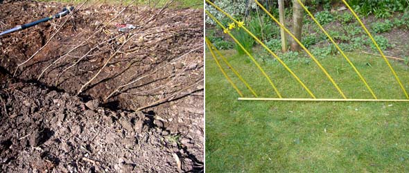 Insert half the rods approx 20cm apart at an angle into turf , or in situ where you are growing the peas