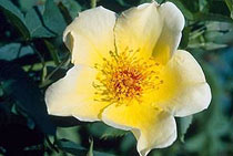 Rosa Golden Wings