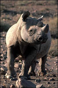 Rinoceronte negro (Foto: WWF-Canon/Frederick J. Weyerhaeuser)