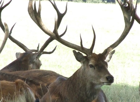 Red Deer