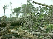 Floresta amazônica