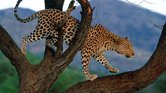 Visious Nature...