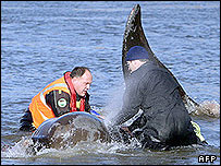 London whale rescue attempt