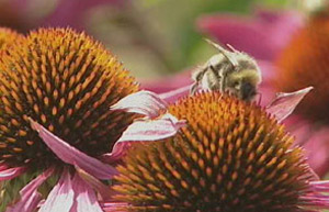 Bee on plant