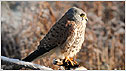 Falcon c/o Rose