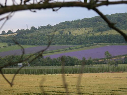 lavendar1000.jpg