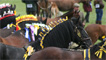 shire horses in the main ring